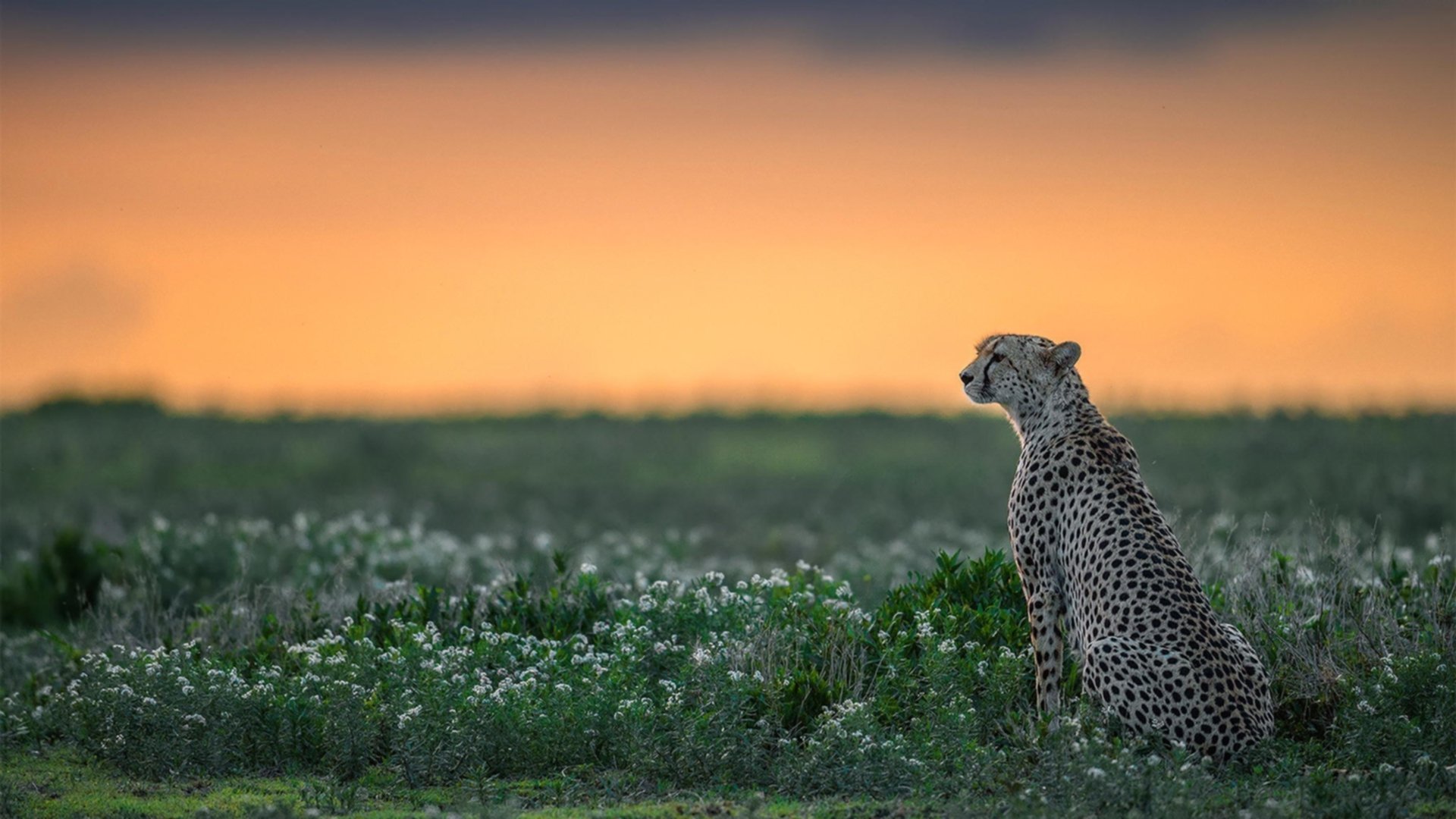 尤文图斯坚持传控体系保持领先优势，尤文图斯管理层人员