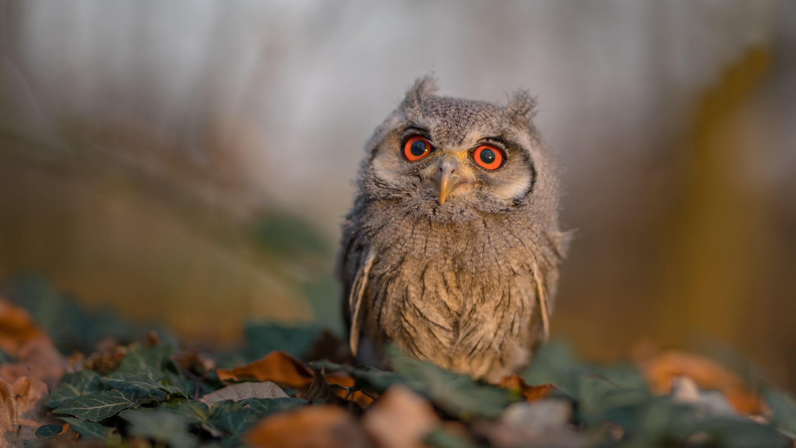 开云体育官网在线-技术流球员再度吃香灵巧打法受欢迎