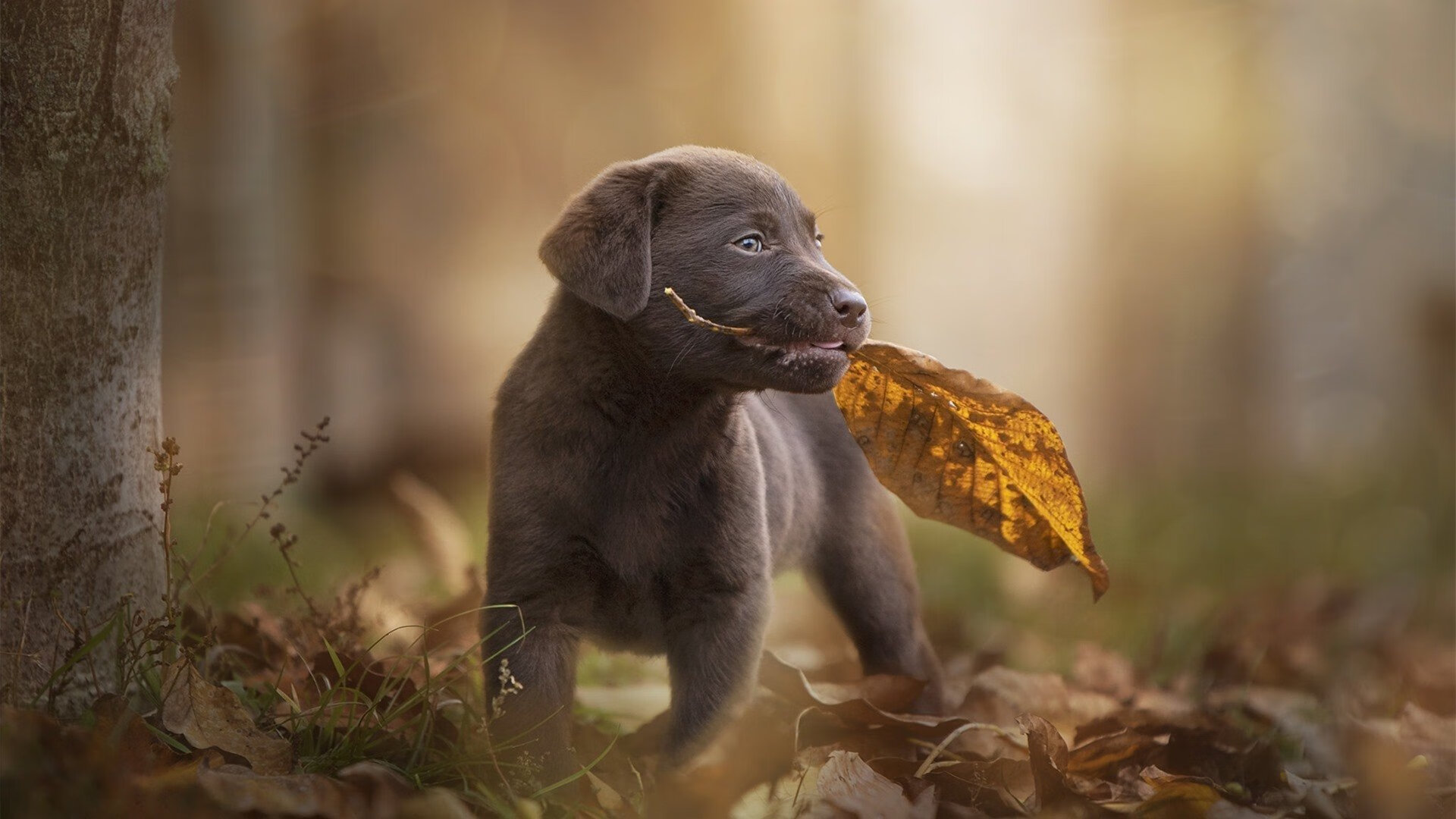比赛节奏掌控球队如何调整攻防节拍,篮球控球节奏