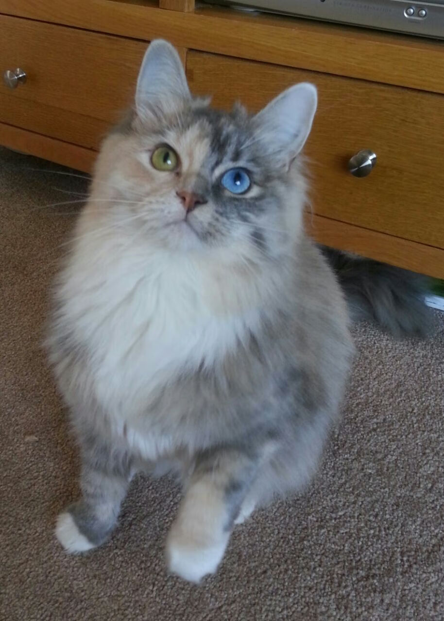 开云体育登录-混合泳项目新人崭露头角，混合泳怎么游