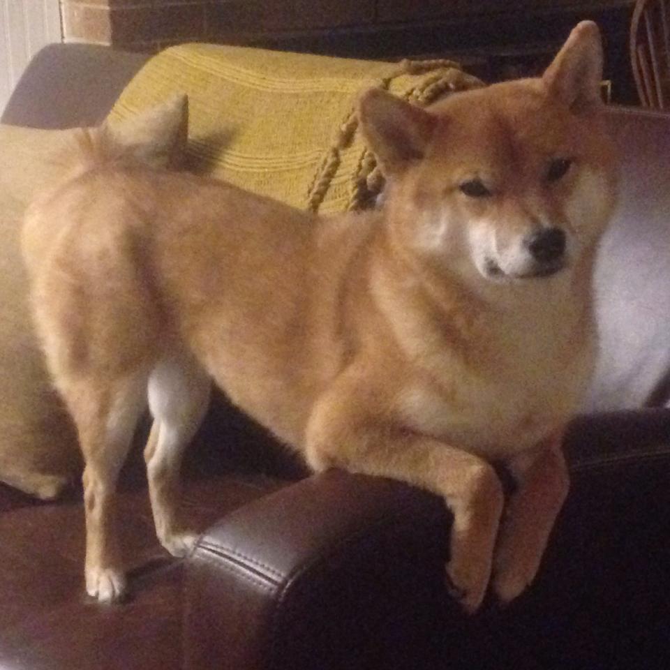 混合泳项目新人崭露头角，混合泳怎么游