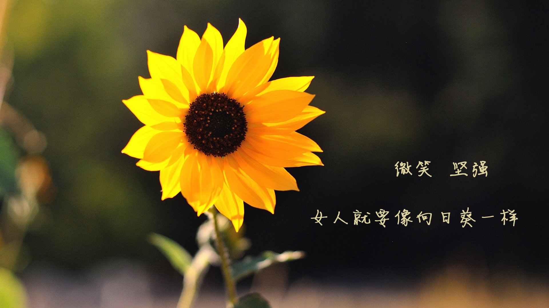 球员心理干预手段匮乏,球员心理干预手段匮乏的原因