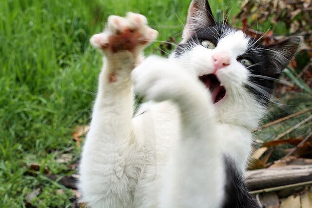 开云体育在线登入-瑞典队乒乓战术：控制比赛节奏的核心技巧，瑞典乒乓球巅峰时期