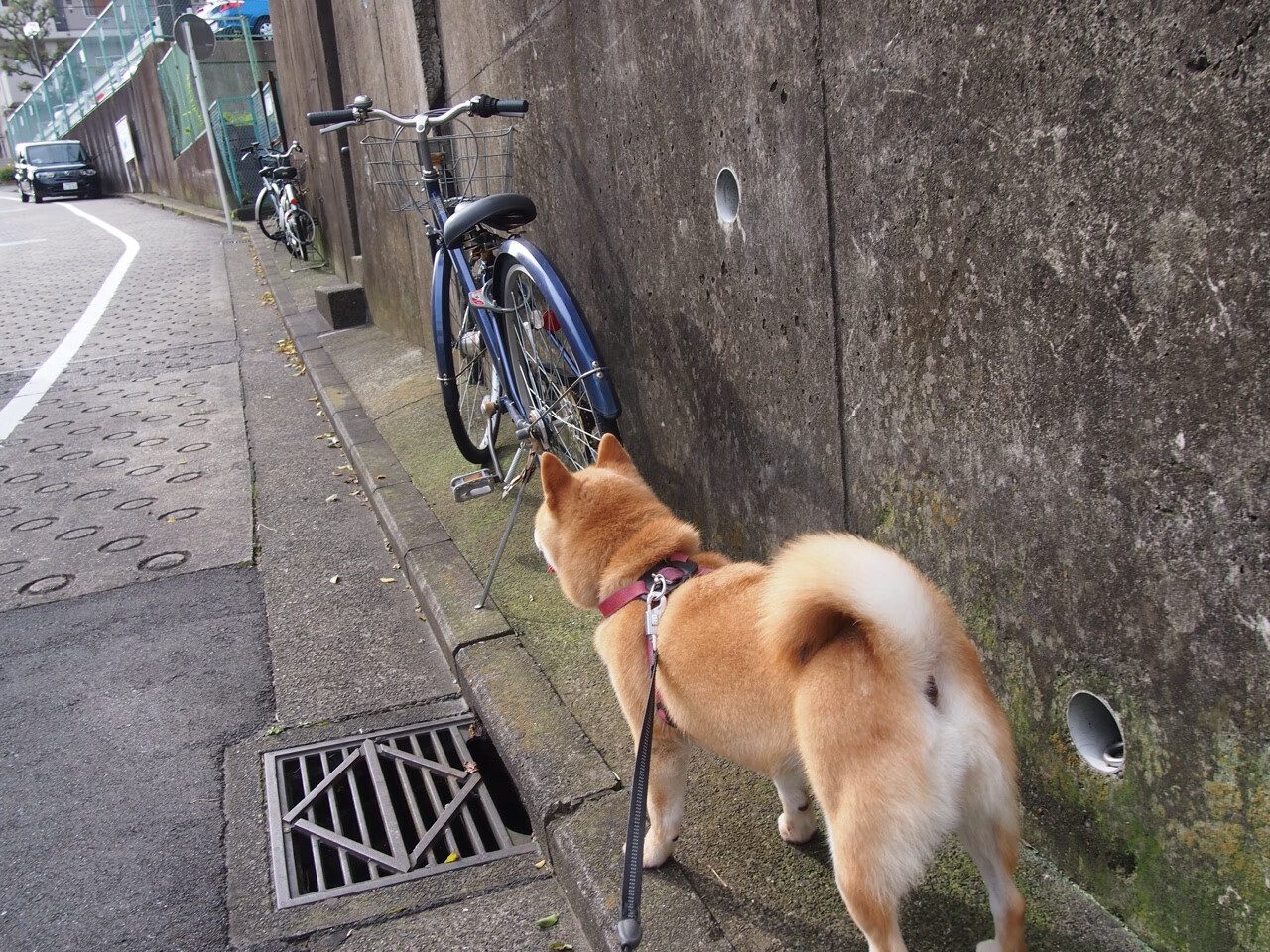 开云体育在线下载-决赛赛况：李冰洁泳姿流畅节奏精准，李冰洁游泳视频