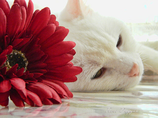 国际篮联访华交流，推动区域合作与赛事承办能力提升，国际篮联接洽cba