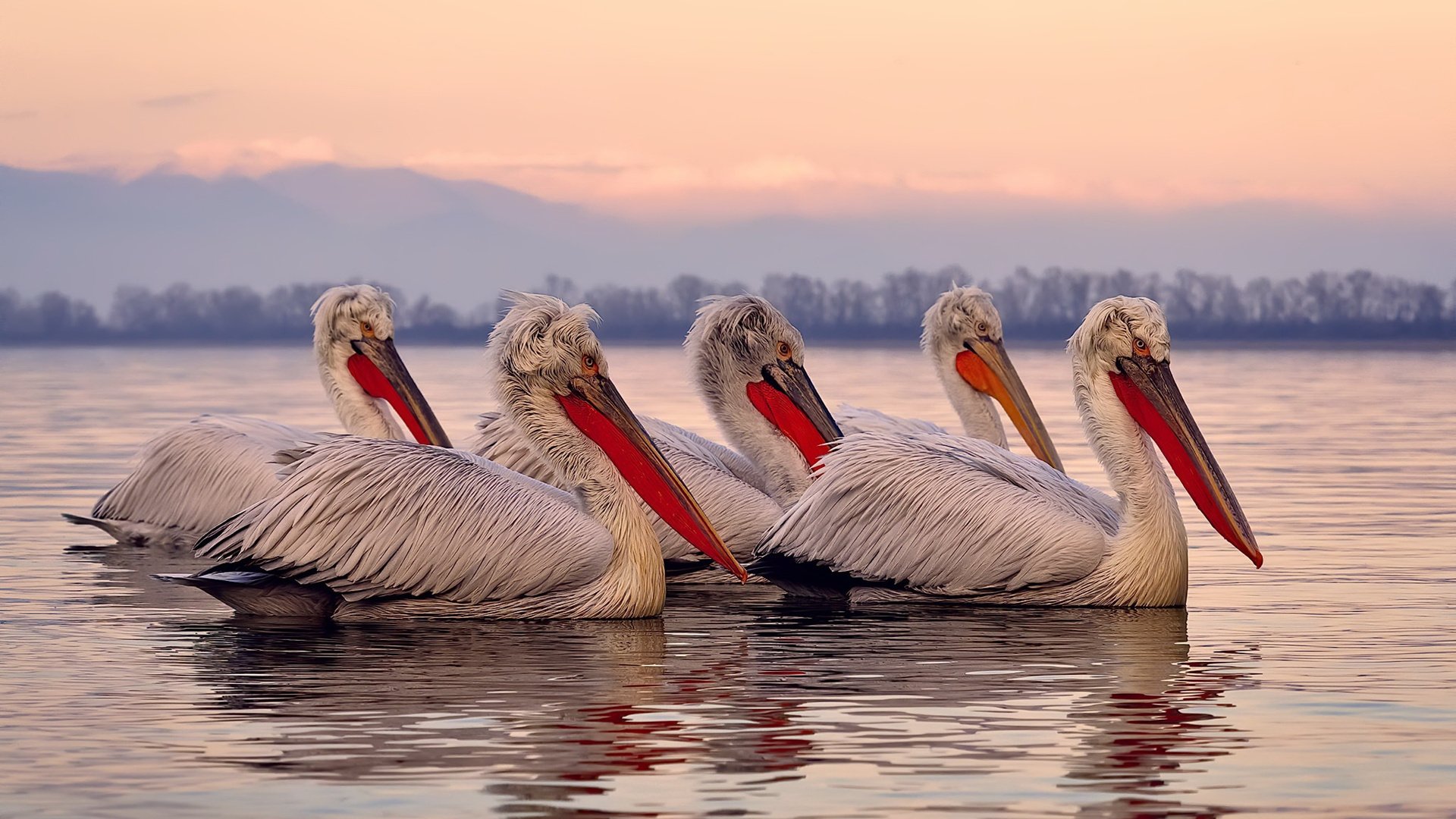 地方球队建立双语教练团队为外援及本地球员提供支持，双语教师是什么意思