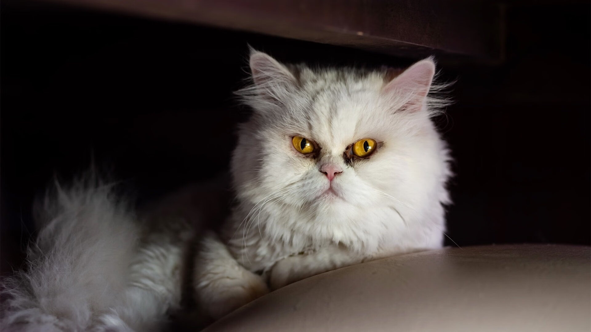 开云体育足球-巴西青训持续加强，新一代足球明星不断涌现