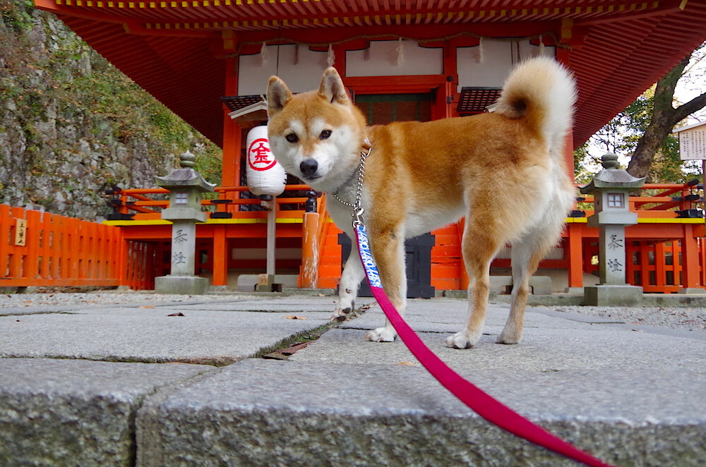 开云体育官网下载-新闻中心发布国际射击联合会赛事直播转播声明，国际射击联合会射击比赛规则