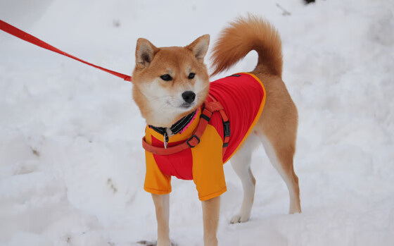 格雷琴·沃尔什蝶泳50米强势夺金,沃格游泳