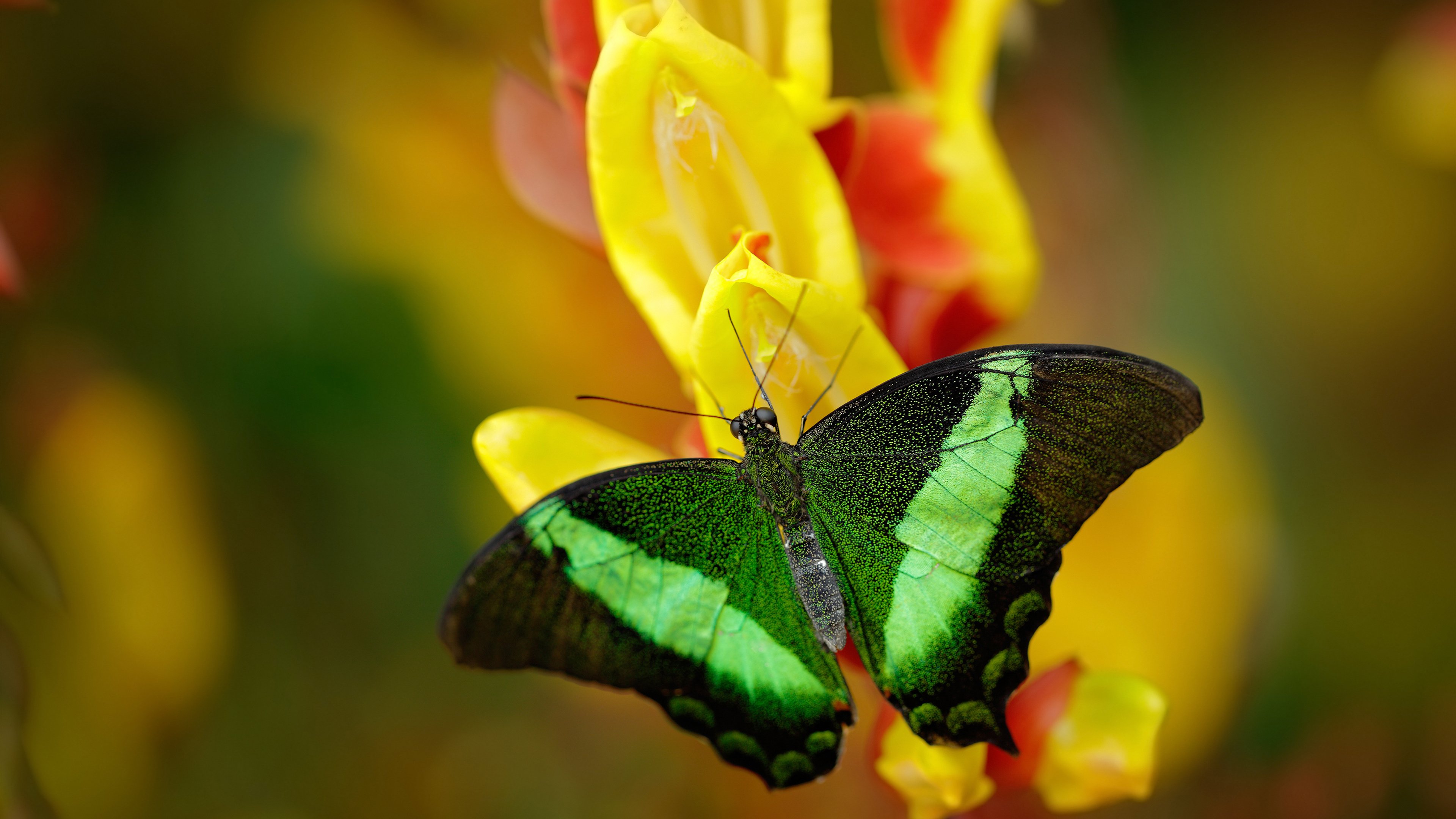 开云体育app在线-欧洲杯变阵佳兵：战术多变，令人期待！，欧洲杯s