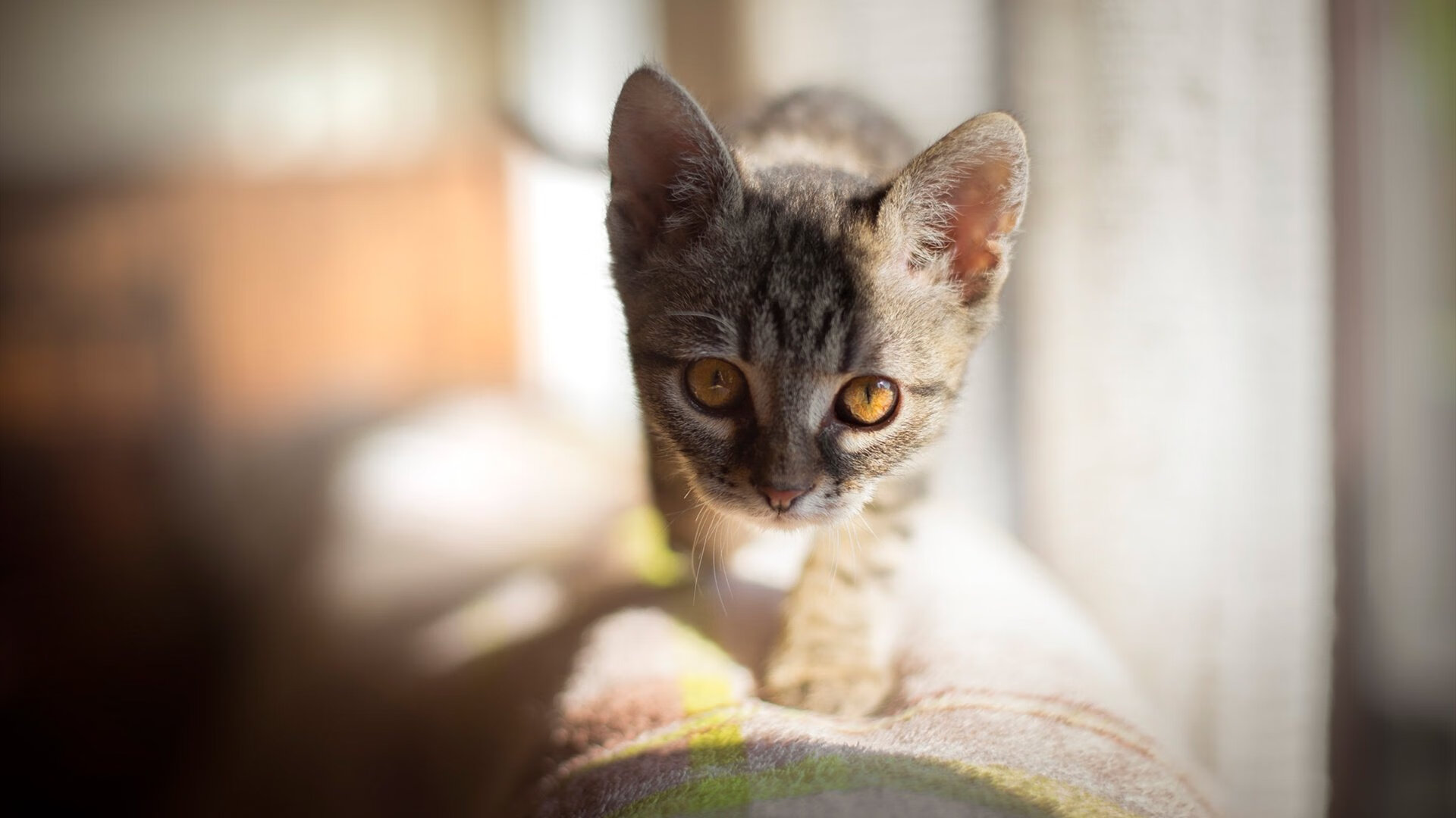 穆里尼奥率领罗马崛起,剑指欧联杯冠军