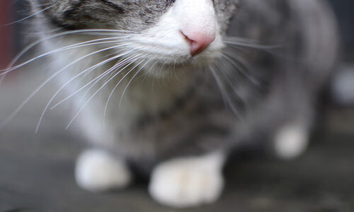 开云体育官网登入-自由泳接力赛中立代表队A逆转夺胜，自由泳接力破纪录