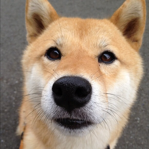 霍特·巴雷特：在关键比赛中屡次助攻，成为全黑队的胜利保障，霍巴特市