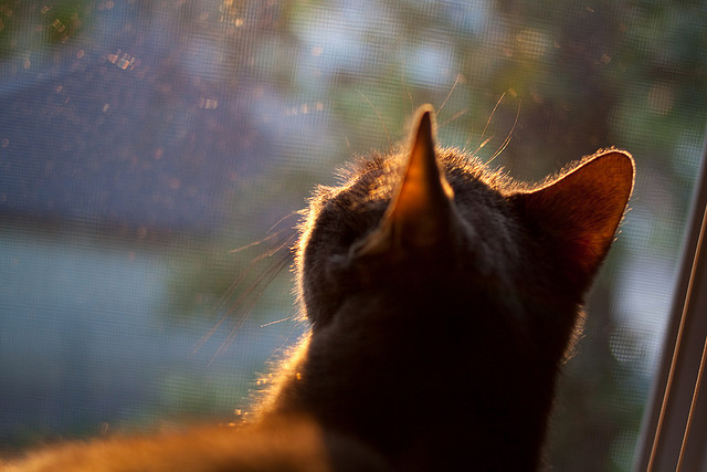 开云体育app官网-青少年联赛加入双循环赛制提升比赛稳定性与公正性，青少年赛事活动